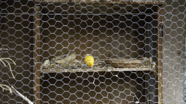Caged bird — Stockfoto