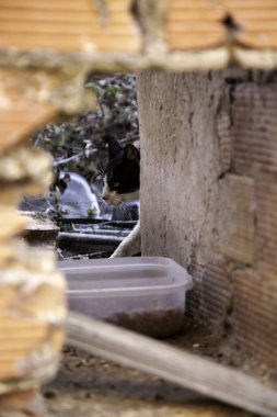 Terk edilmiş kedi, evsiz hayvanlar, evcil hayvanlar ve memeliler.