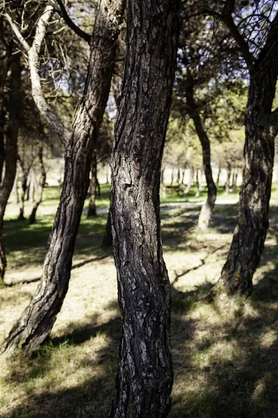 森の中の木 自然景観と環境 — ストック写真