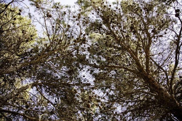 Branches Pin Dans Forêt Jardin Botanique Natur — Photo