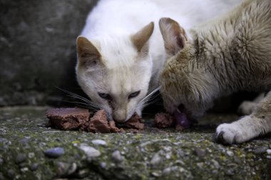 Terk edilmiş sokak kedileri, hayvan istismarı, üzüntü.