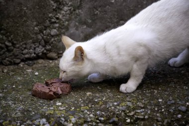 Terk edilmiş sokak kedileri, hayvan istismarı, üzüntü.