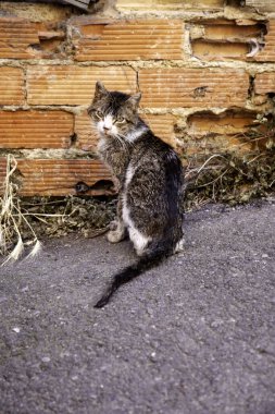 Terk edilmiş sokak kedileri, hayvan istismarı, üzüntü.