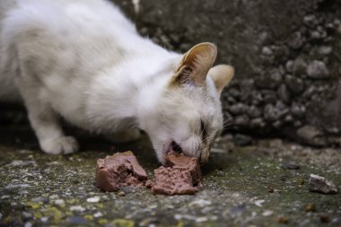 Terk edilmiş sokak kedileri, hayvan istismarı, üzüntü.