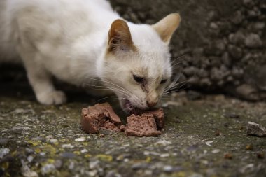 Terk edilmiş sokak kedileri, hayvan istismarı, üzüntü.