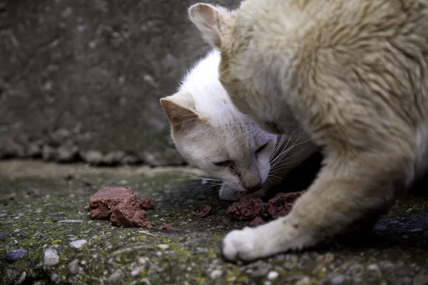 stock image Abandoned street cats, animal abuse, sadness