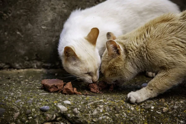 Gatos Rua Abandonados Abuso Animais Tristeza — Fotografia de Stock