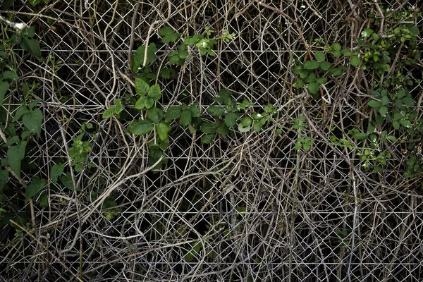 Сухие Ветви Листья Металлическом Заборе Природе Ландшафте — стоковое фото