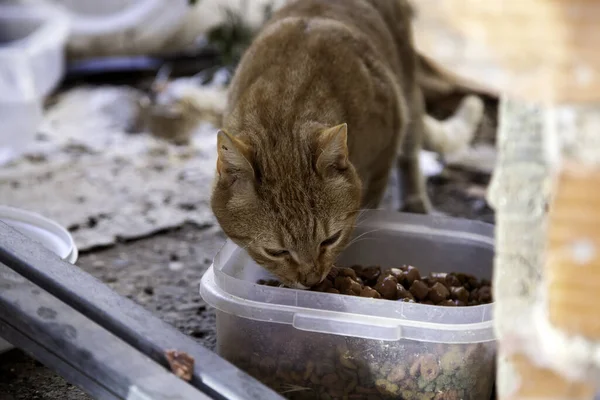 猫被遗弃在街上 猫科动物群 宠物收养 — 图库照片