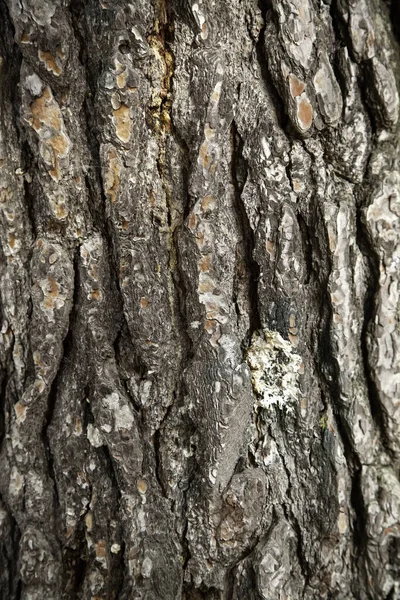 Casca Árvore Uma Floresta Detalhe Natureza Textura Natural — Fotografia de Stock