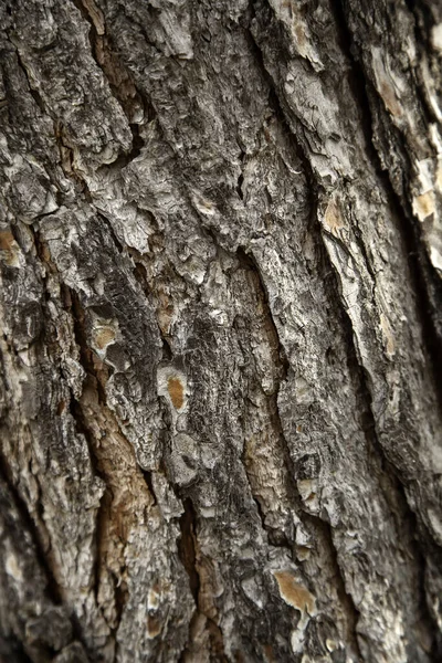 Casca Árvore Uma Floresta Detalhe Natureza Textura Natural — Fotografia de Stock