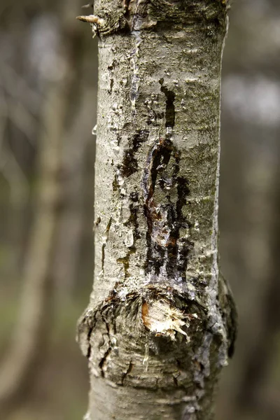 Naturalna Żywica Drzewna Naturalny Klej Składniki — Zdjęcie stockowe