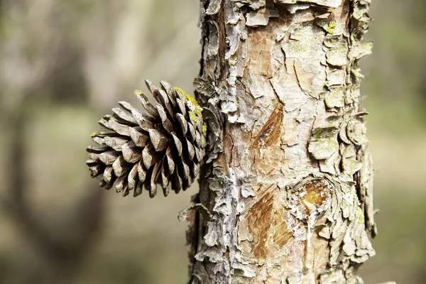 Ananas Borovicovými Ořechy Přírodou Zemědělstvím — Stock fotografie