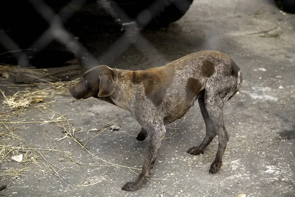 Locked kennel dogs abandoned, sadness