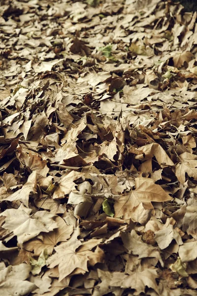 Folhas Outono Chão Parque Estações Ambiente — Fotografia de Stock