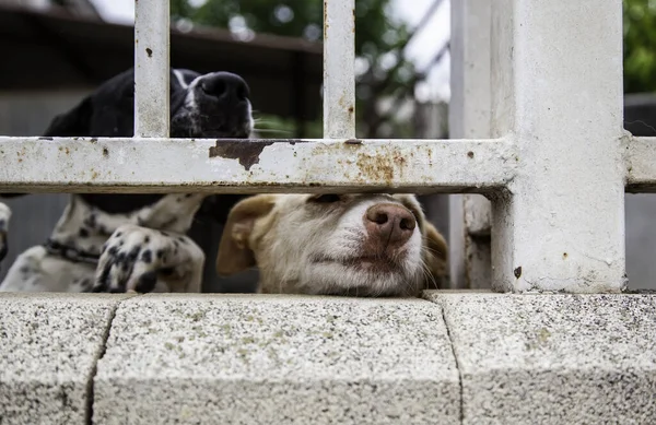 Kilitli Köpek Kulübeleri Terk Edilmiş Üzüntü — Stok fotoğraf