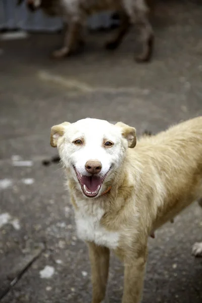 Jakt Hund Chenille Husdjur Husdjur — Stockfoto