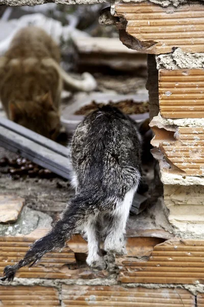 Gato Callejero Comiendo Calle Animales Domésticos —  Fotos de Stock