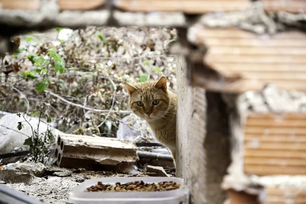 Gato Callejero Abandonado Animales Sin Hogar Mascotas Mamíferos —  Fotos de Stock