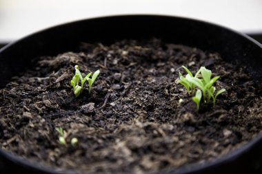 Bahçedeki tomurcuk takviyesi, şifalı bitki ve doğa.