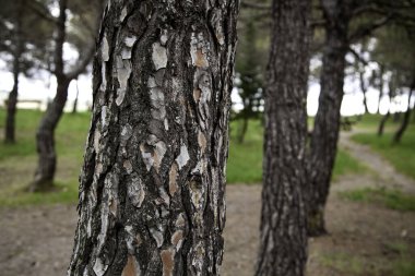 Ağaçlı orman, çevre ve doğa, manzara