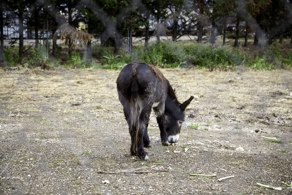 Osły Gospodarstwie Hodowlanym Park Naturalny — Zdjęcie stockowe