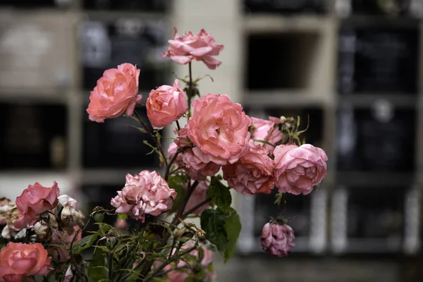墓地里五彩缤纷的花朵 鲜花的细节 死者的纪念品 — 图库照片