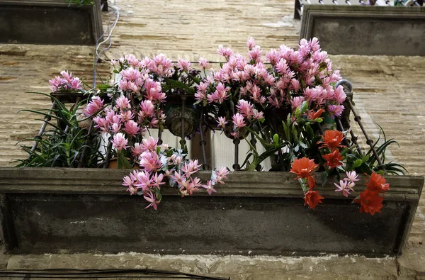 Fleurs Colorées Sur Balcon Détail Couleur Nature — Photo