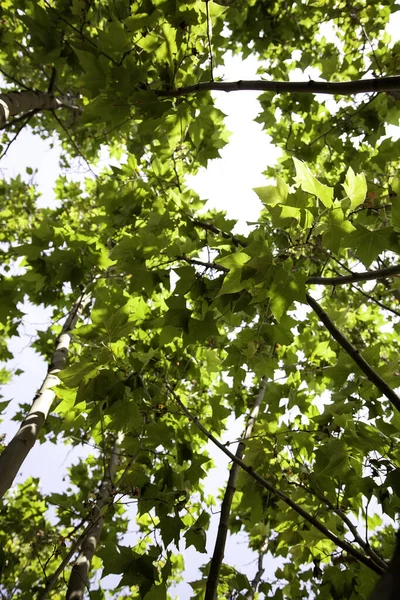 Bosque Con Árboles Medio Ambiente Naturaleza Paisaje —  Fotos de Stock