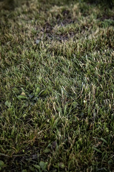 Травяное Поле Пейзаж Природа Внешний Вид — стоковое фото