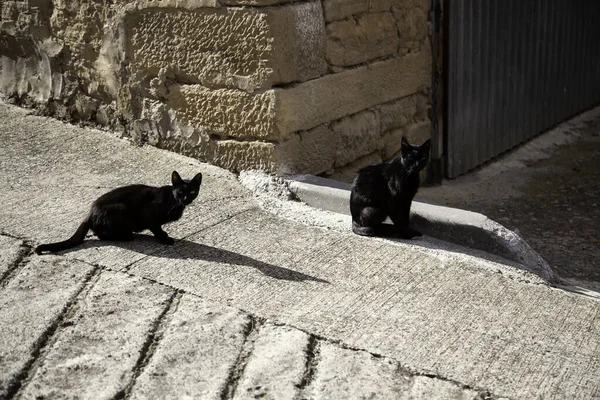 Gatos Negros Callejeros Animales Mascotas Superstición Magia — Foto de Stock