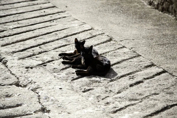 Başıboş Kara Kediler Hayvanlar Evcil Hayvanlar Batıl Inanç Sihir — Stok fotoğraf