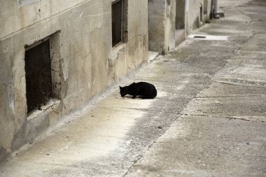 Başıboş kara kediler, hayvanlar ve evcil hayvanlar,