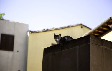 Terk edilmiş kedi, özgür hayvanlar, memeliler, evcil hayvanlar.