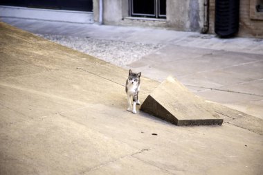 Terk edilmiş kedi, özgür hayvanlar, memeliler, evcil hayvanlar.
