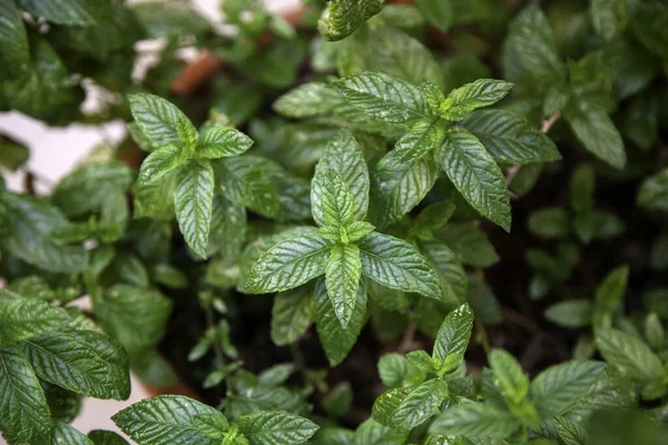 Peppermint plant, flowers medicinal properties, spices