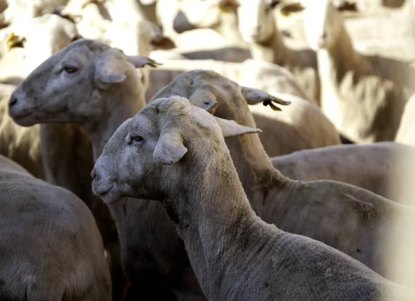 Valla Cerrada Cabra Granja Animales Naturaleza —  Fotos de Stock