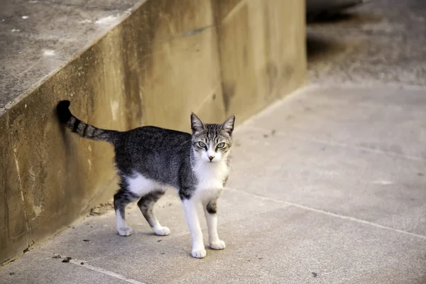 Gato Vadio Abandonado Animais Livres Mamíferos Animais Estimação — Fotografia de Stock