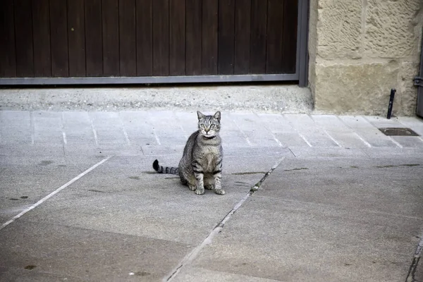 Gatto Randagio Abbandonato Animali Liberi Mammiferi Animali Domestici — Foto Stock