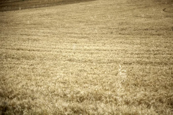 天然小麦畑 農業と収穫 — ストック写真