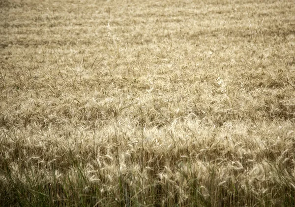 Doğal Buğday Tarlası Tarım Hasat Manzara — Stok fotoğraf
