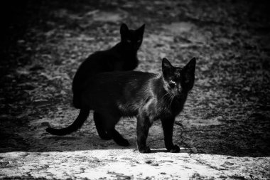 Başıboş kara kediler, hayvanlar ve evcil hayvanlar, batıl inanç ve sihir