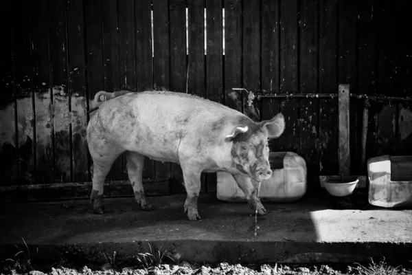 Pigs Farm Animal Industry Agriculture Livestock — Stock Photo, Image