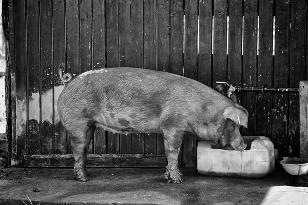 Świnie Gospodarstwie Przemyśle Zwierzęcym Rolnictwie Hodowli Zwierząt — Zdjęcie stockowe