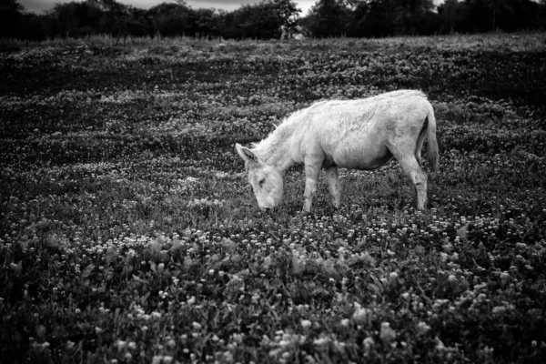 Osli Zvířecí Farmě Přírodní Park — Stock fotografie