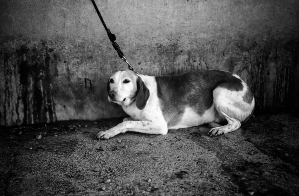Hond Met Angst Riem Dieren Natuur — Stockfoto