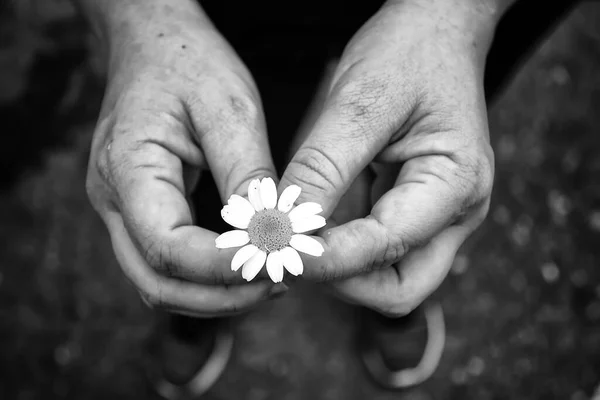 Daisy Handen Symbol För Fred Blommor Och Trädgårdar — Stockfoto