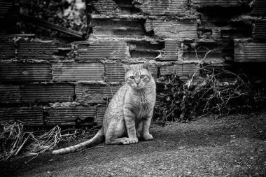 Sokak kedisi sokakta yemek yiyor, evcil hayvanlar...