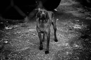 Kilitli köpek kulübeleri terk edilmiş, üzüntü