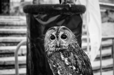 Vahşi eğitimli baykuş, büyük kuşun ayrıntıları.